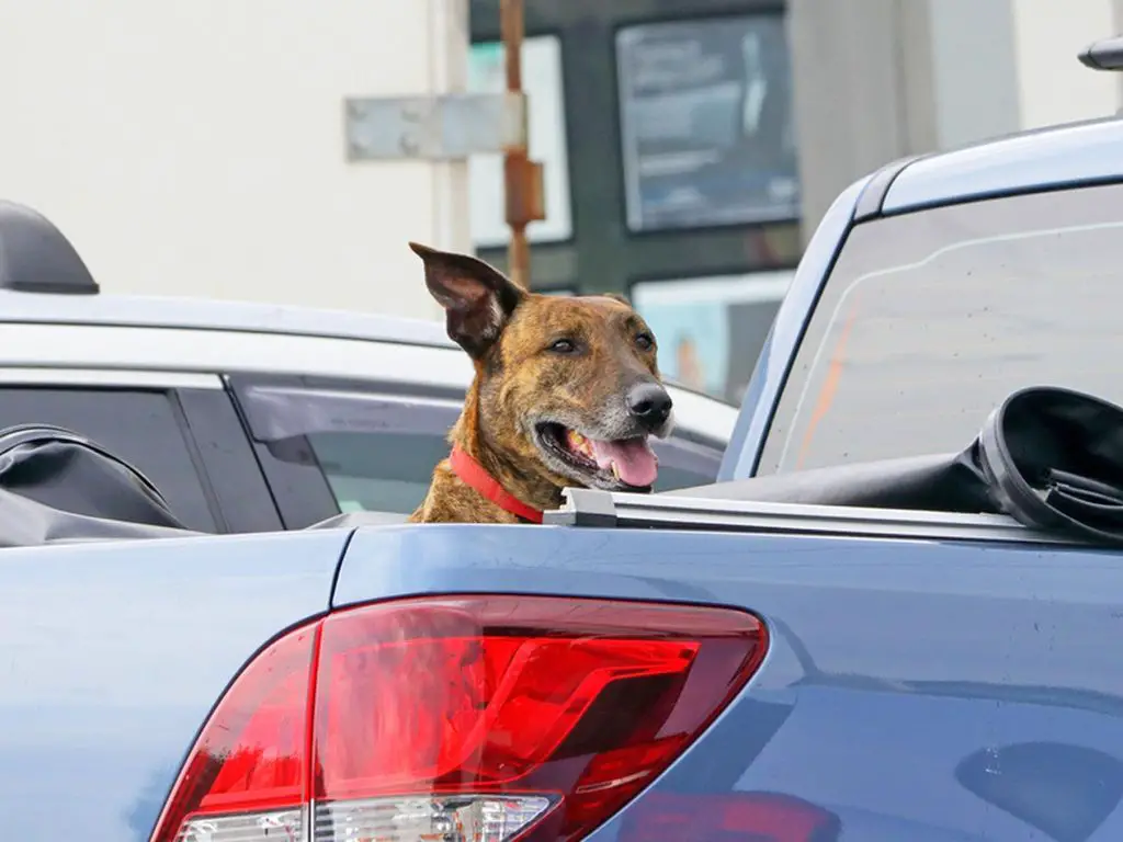 safety precautions for dogs riding in truck beds