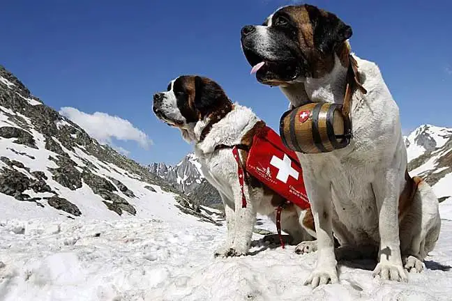saint bernards were selectively bred for their massive size to perform alpine rescues.