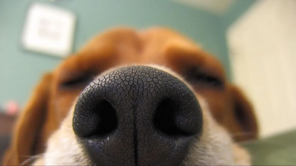 scent triggers vivid memories in dogs of owners