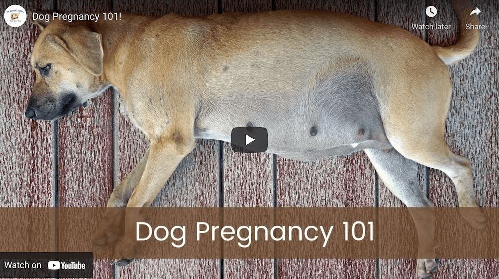 second trimester dog pregnancy