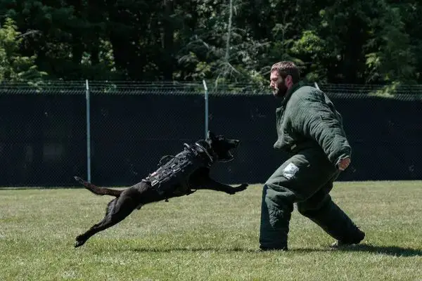 secret service dog doing training exercise