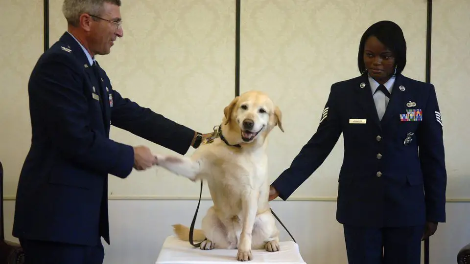 secret service dogs training