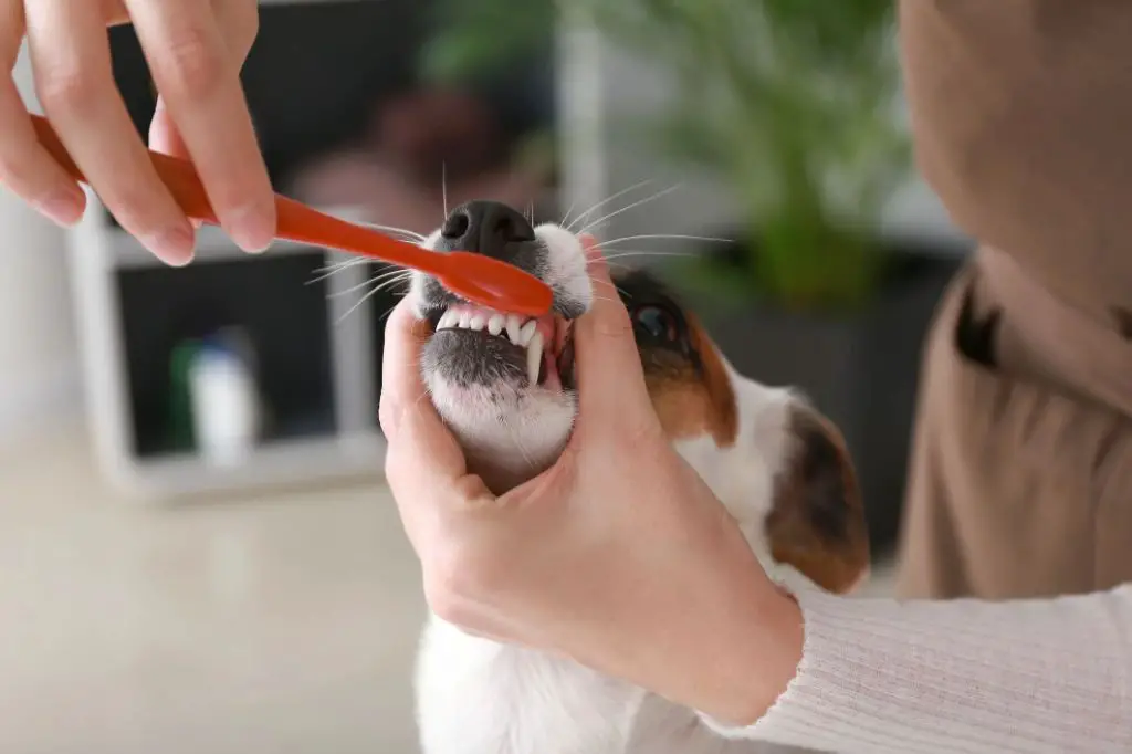 senior dog struggling with tooth brushing due to arthritis