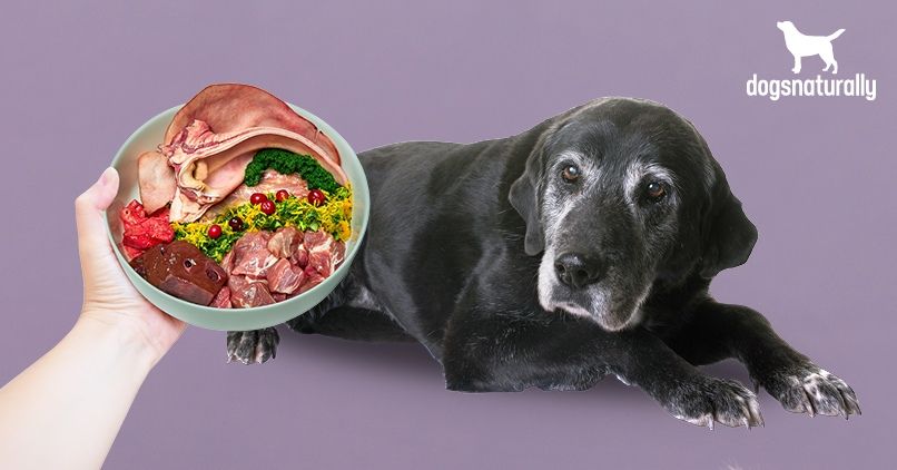 senior dog with slowed metabolism needing more food