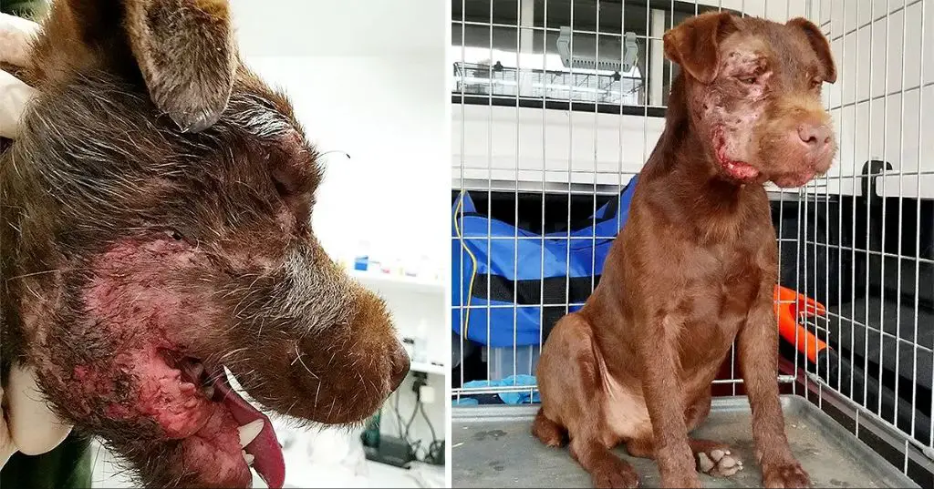 severe injuries suffered by dogs forced to fight