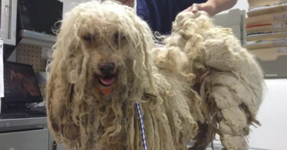 severely matted dog