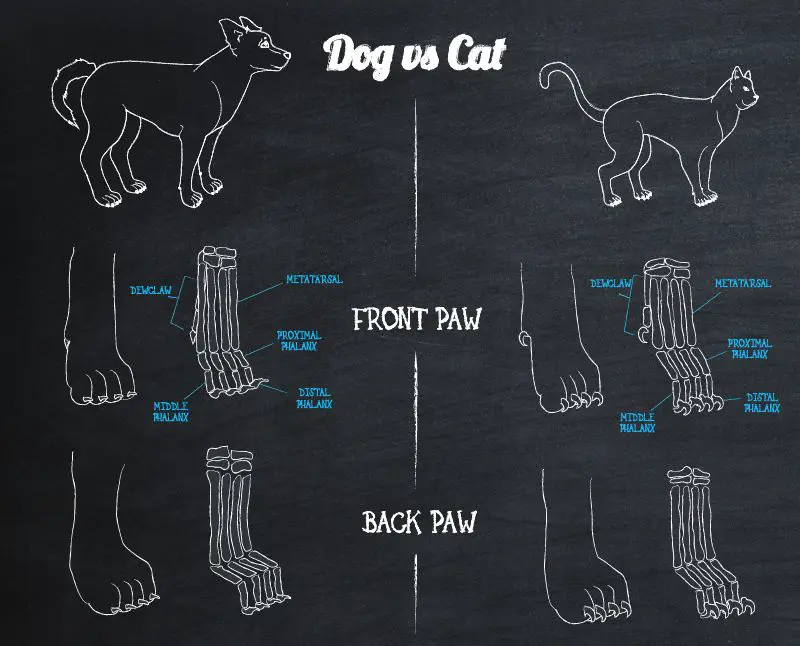 sharp cat claws versus blunt dog nails