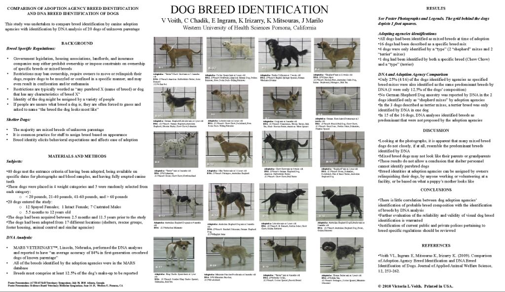 shelter staff identifying mixed breed dogs