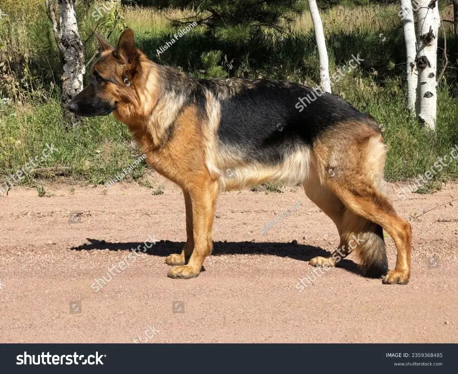 show line german shepherd posing