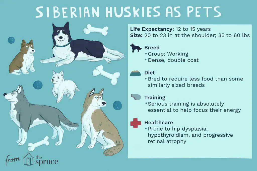 siberian husky breed traits