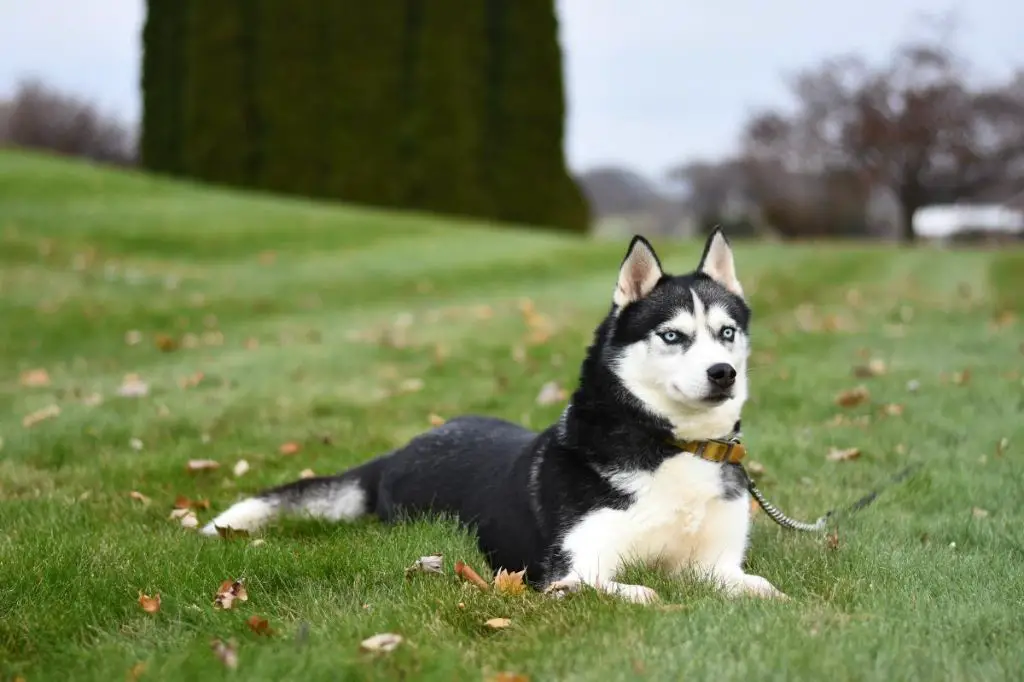 siberian husky dog with visible eye whiskers