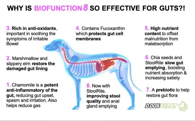 signs a dog is eating too much protein