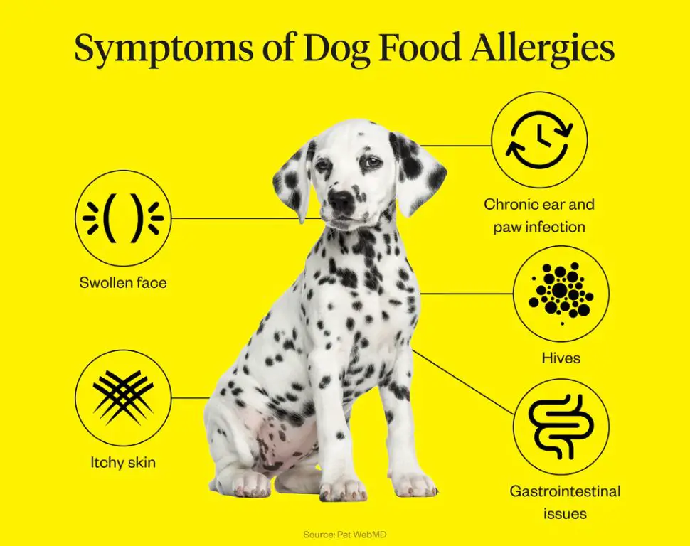 signs of allergic reaction in dogs to ice cream