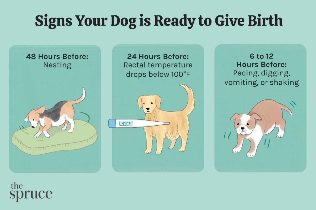 signs of dog pregnancy