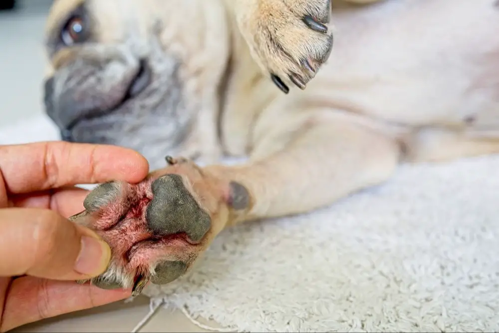 signs of irritated paws include limping, licking, cracks, or bleeding.