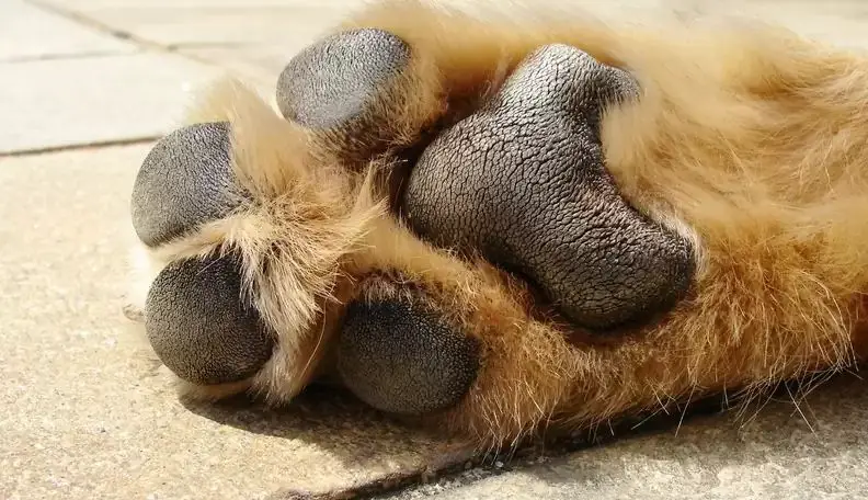 signs of overheated paws in dogs