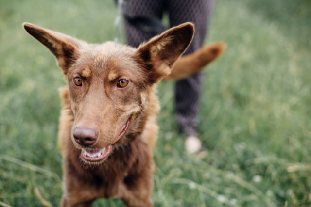signs of potential hearing loss in dogs include not responding to noises or cues