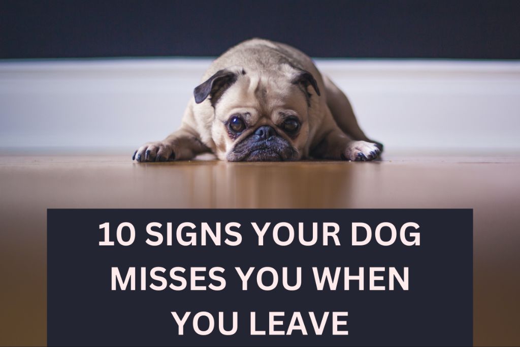 signs that demonstrate a dog misses their owner