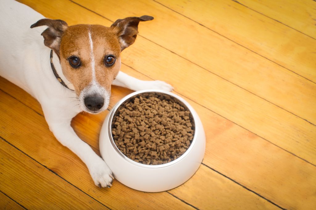 signs that frozen kibble may have gone bad