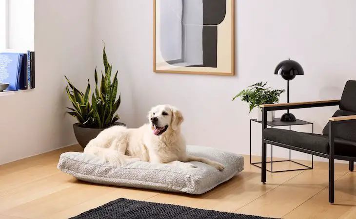 signs to replace a dog bed