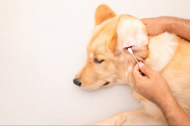 signs your dog's ears need cleaning