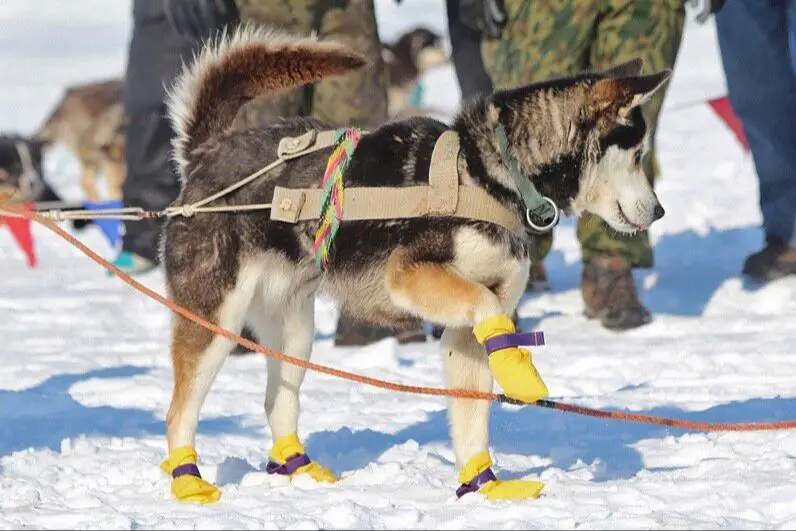 sled dogs wearing booties in antarctica 