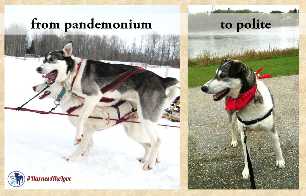 sled dogs wearing harnesses to pull loads