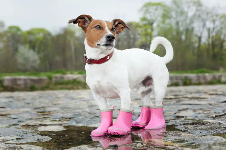 slowly get dogs used to shoes with treats and praise