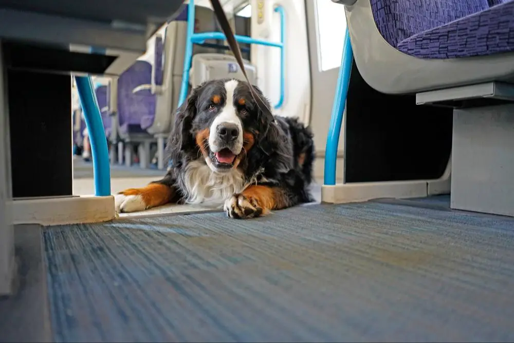 small dog in carrier on public bus