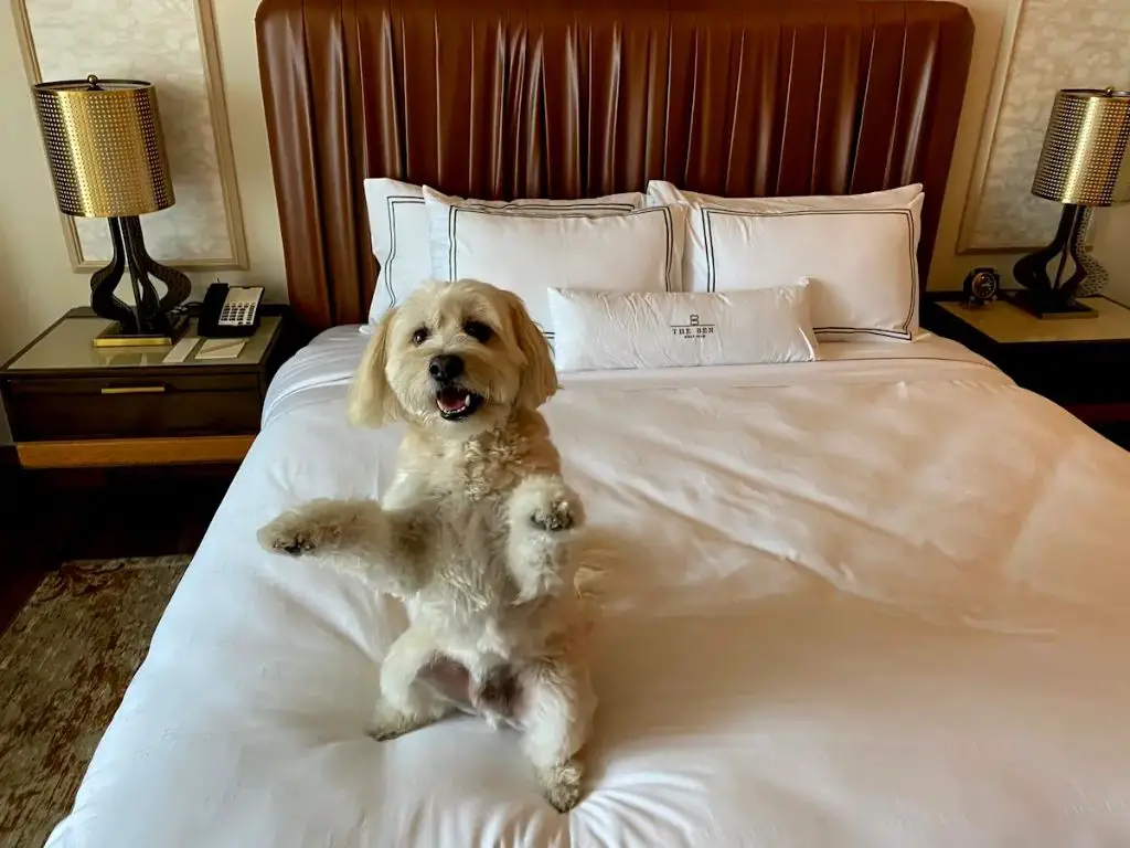 small dog in hotel room