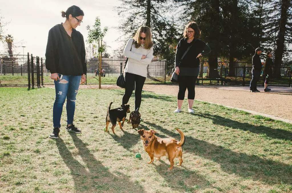 small dog on leash in public park