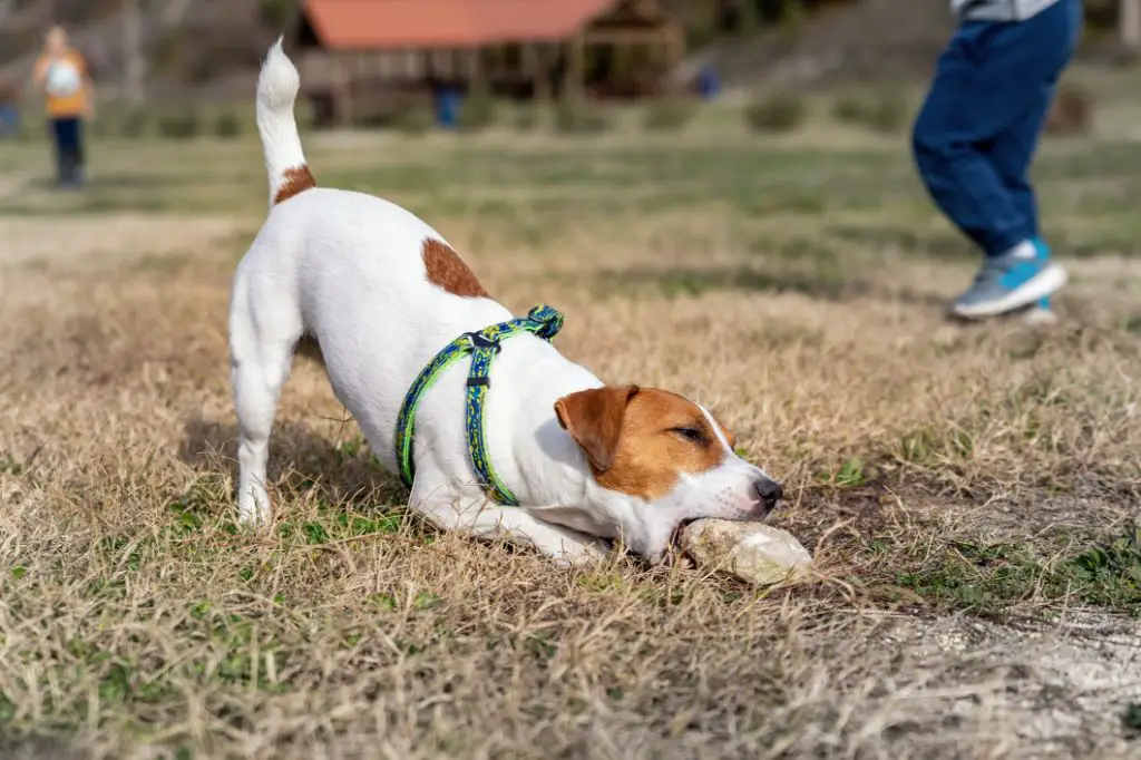 small dog with 1 rock