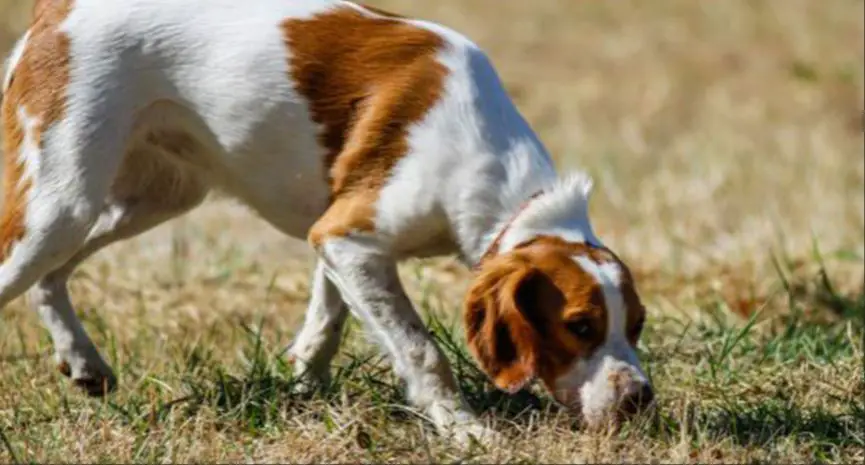 smell helps dogs retrace their steps back home