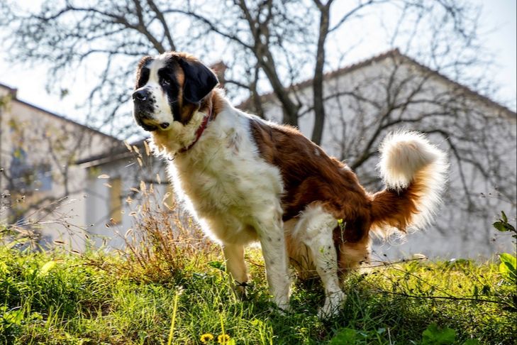 sniffing before pooping is an instinctual behavior in dogs.