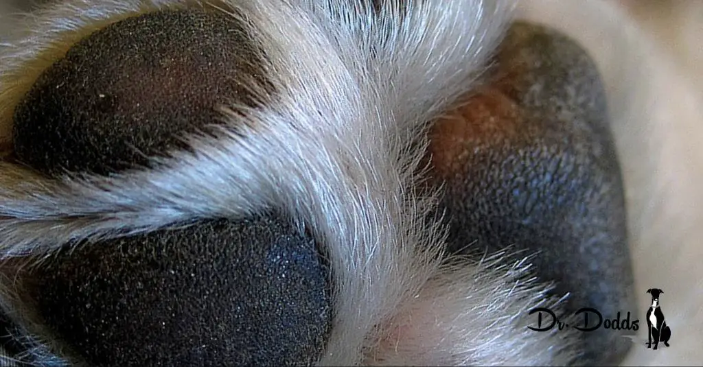 soaking a dog's sore paws.