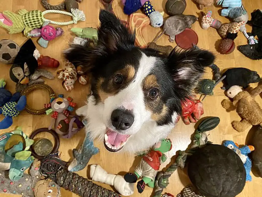 some dogs can learn over 1,000 toy names