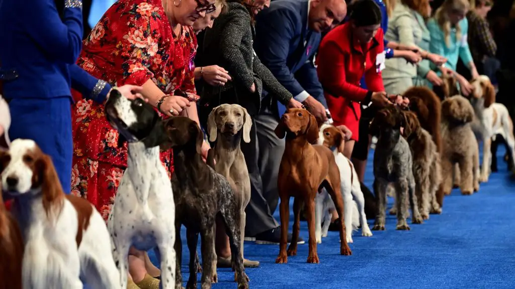 some dogs expected to be top contenders at the 2023 national dog show include affenpinschers, irish setters, and doberman pinschers.