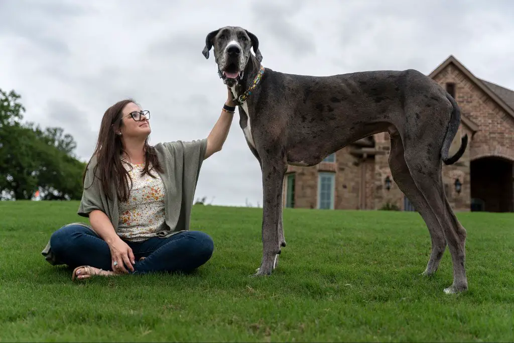 some of the largest individual dogs on record include great danes zeus and freddy.