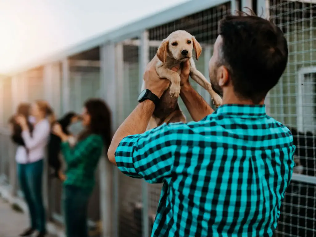 someone adopting a dog from a shelter