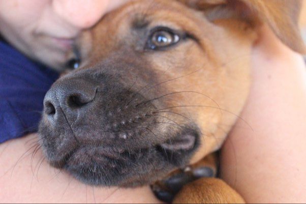 someone comforting a dog after its whisker was pulled out 