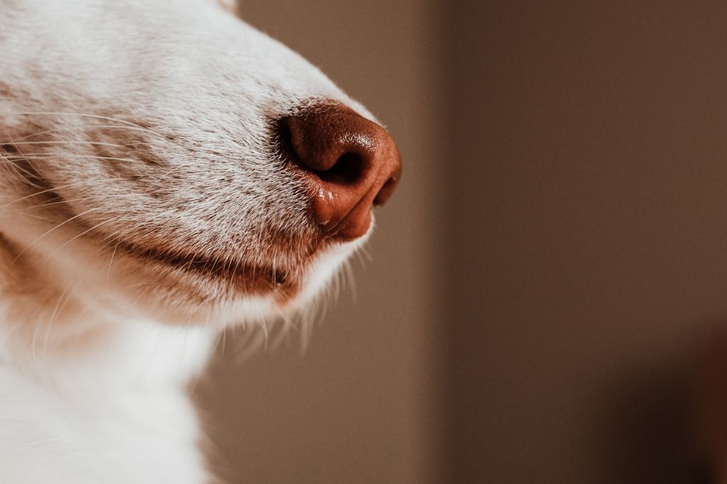 someone finding shedded dog whiskers on the floor