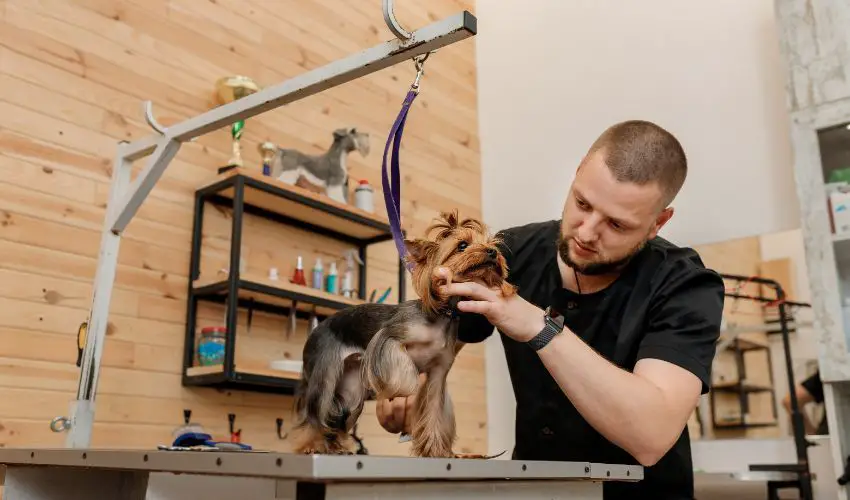 someone grooming a dog in a home setup.