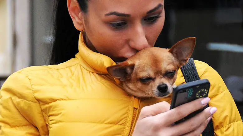 someone holds their phone horizontally to photograph their mixed breed dog standing and facing the camera, capturing its whole body to allow for breed identification.