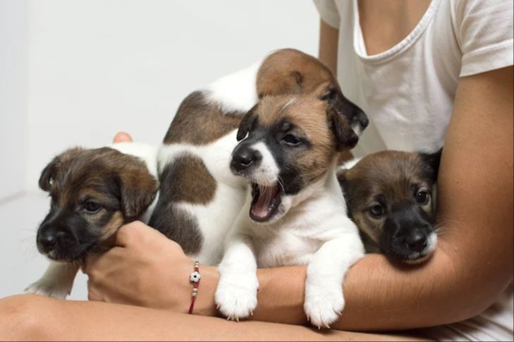 someone meeting mixed breed puppies at a breeder's facility