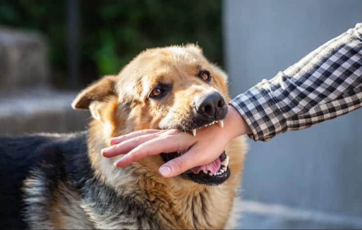 someone receiving medical treatment after being bitten by a dog, leading to medical bills.