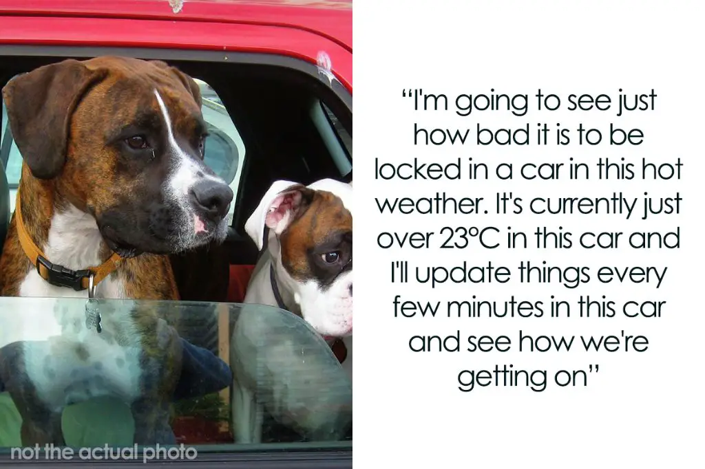 someone sharing a social media post advising pet owners not to leave dogs in hot cars