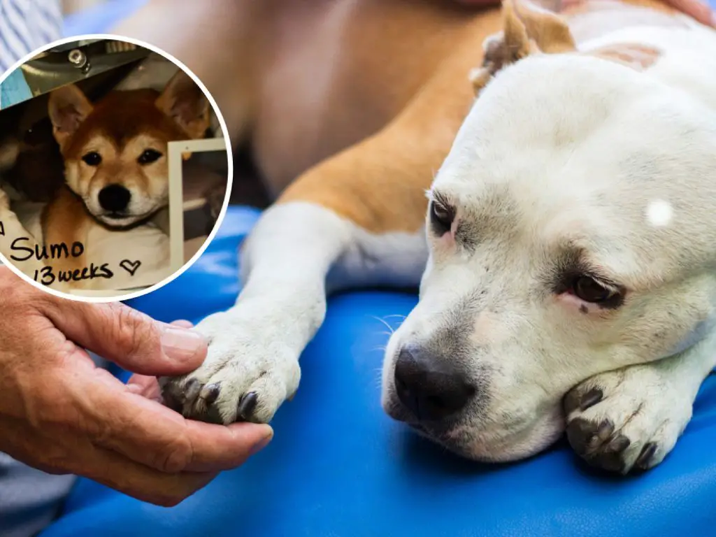 someone tearfully looking through a photo album of their deceased pet dog