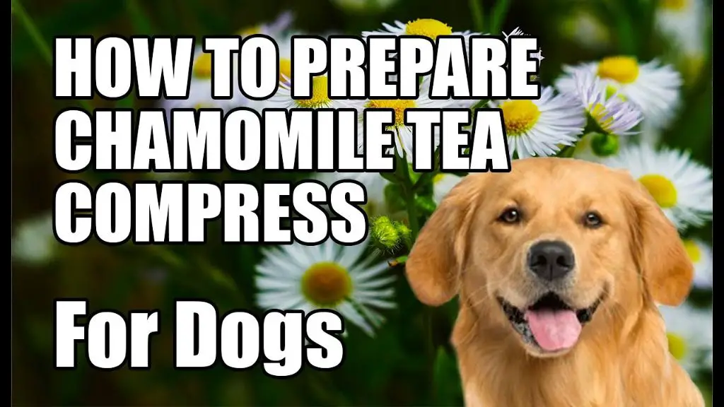 soothing a dog's eye with chamomile tea