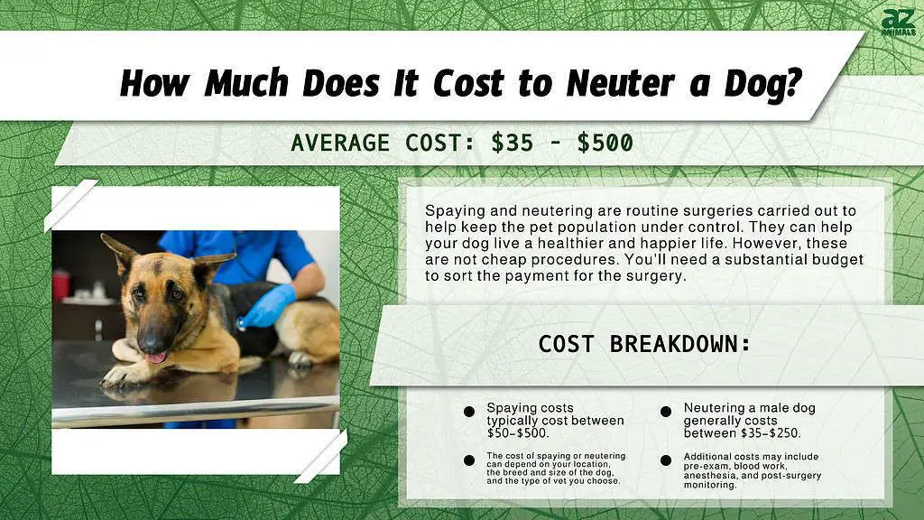 spaying females more expensive than neutering