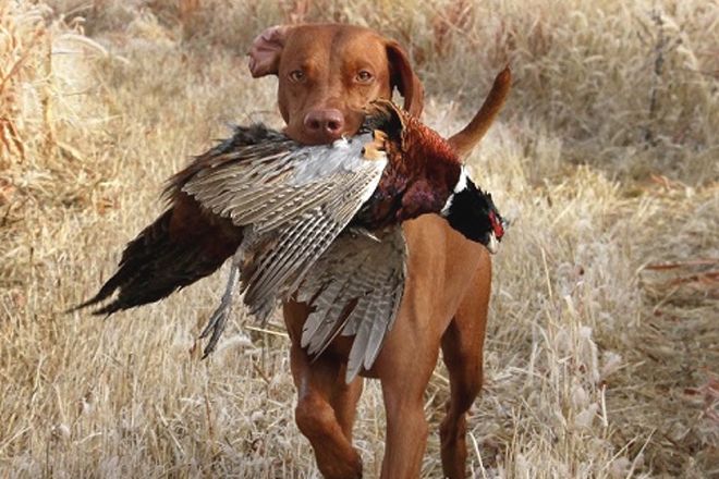 sporting dog breed retrieving a bird